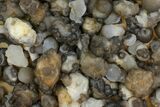Lot: to Natural Chalcedony Nodules - Pieces #137960-1